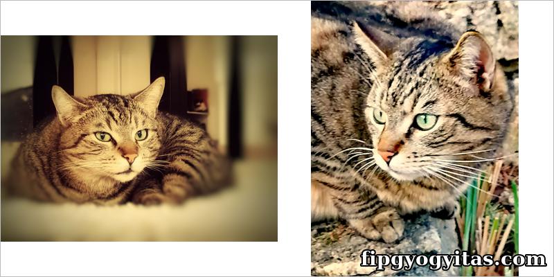 Sunny egy zöld szemű, barnás-szürkés cirmos cica, tekintetében kíváncsiság :)